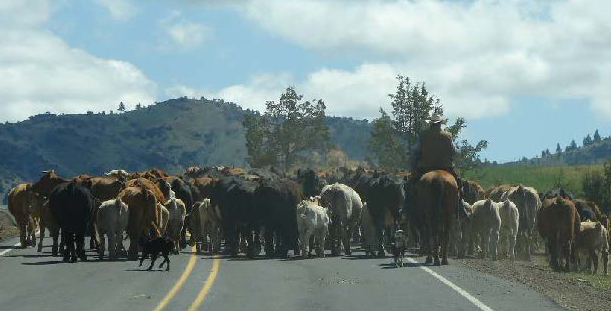Horses on a road in Wheeler County