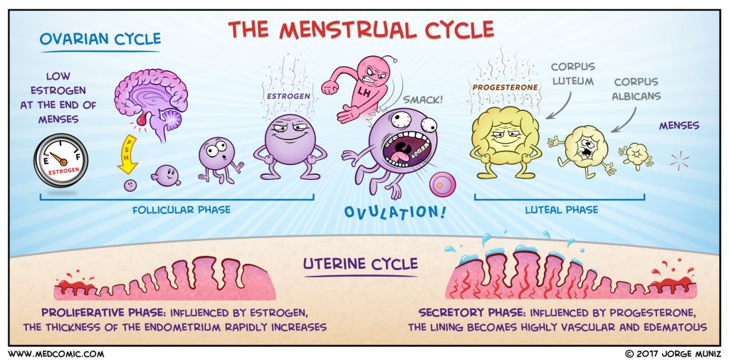 El cómic de Jorge Muñiz sobre el ciclo menstrual